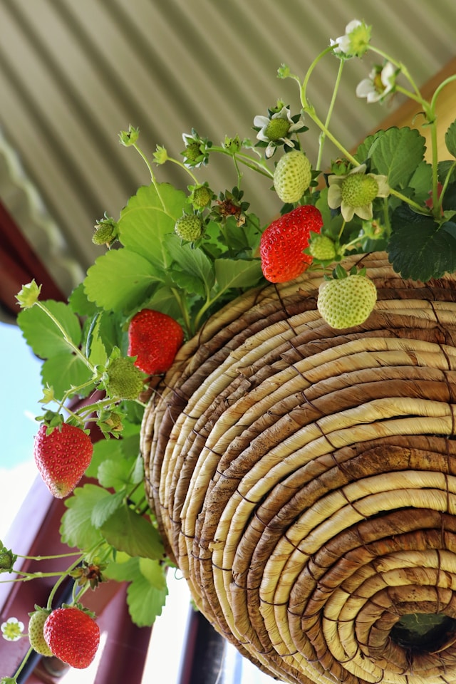 liquid plant food for indoor plants Indoor Plants main image 0